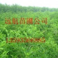 供應棗樹苗￥棗樹苗批發(fā)價格%棗樹苗種植技術