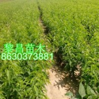 出售各種果樹苗