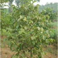 供應(yīng)核桃苗