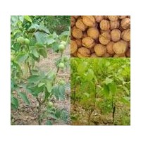 優(yōu)質(zhì)山西趙氏蘋果苗