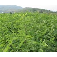 山西文冠果苗價格文冠果苗圖片鈣果苗價格蘋果苗桃樹苗價格