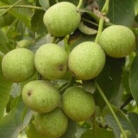 供應(yīng)各種綠化苗木，果樹小苗核桃苗,國槐,白皮松