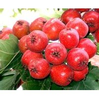 山楂苗@山楂苗@13583857287