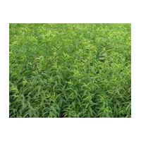 供應(yīng)桃樹(shù)苗