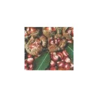 板栗苗，石豐，海豐，華豐，大紅袍，沂蒙短枝，日本油栗。