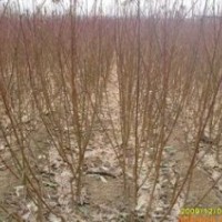 側(cè)柏、梨樹、桃樹苗等