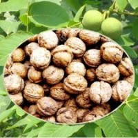 四川一品農(nóng)牧早實(shí)品種，中熟型香玲核桃苗