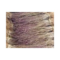 油松、側(cè)柏、各種果樹苗。