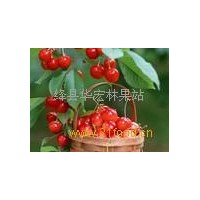 供應(yīng) 櫻桃樹(shù)