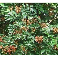 供應(yīng)花椒苗 花椒苗基地