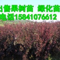 批發(fā)123果樹苗，寒富蘋果苗，李子苗，王族海棠苗