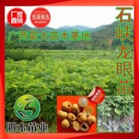 廣西靈山海南 石峽龍眼儲良桂圓嫁接苗 占地綠化果樹苗木批發(fā)