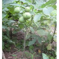 質(zhì)量信得過(guò)核桃苗/核桃苗特價(jià)供應(yīng)早實(shí)特性