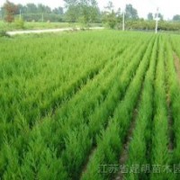 側(cè)柏、國(guó)槐、皂角、花椒、成品核桃苗