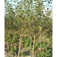 3公分大櫻桃樹4公分大櫻桃樹 大櫻桃品種