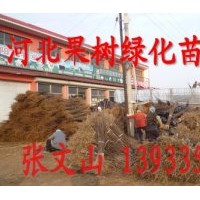 河北果樹苗圃專供采栽園首選大櫻桃苗，皇冠梨苗價格，愛宕梨苗，