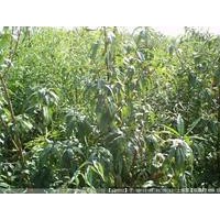 山桃苗 山杏苗 木瓜苗 核桃苗 蘋果苗