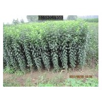 原生態(tài)海棠實生苗是優(yōu)良占木