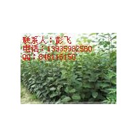 供應(yīng)柿子苗占地柿子苗1-30公分占地柿子樹