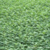 山東花椒苗 大紅袍花椒苗 花椒苗基地