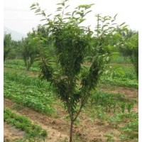 櫻桃實生苗 紅燈櫻桃樹苗 早大果櫻桃苗 黑珍珠櫻桃苗