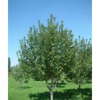 供應(yīng)2-3公分蘋果樹
