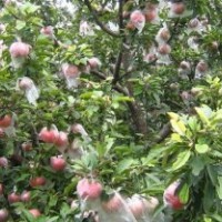 山西運(yùn)城供應(yīng)蘋果苗