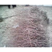 大量供應(yīng)棗樹苗