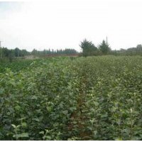 供應(yīng)山楂苗山西山楂苗培育基地