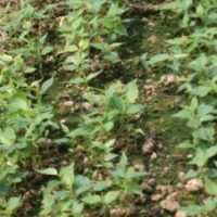 急售2013年櫻桃水苗百萬棵