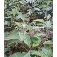 大量供應(yīng)東北黑山櫻砧木 嫁接櫻桃 櫻花 矮櫻 太陽李系列等等