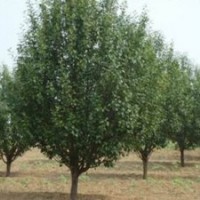 河北八棱海棠樹