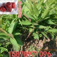 供應(yīng)蓮霧苗 黑金剛蓮霧苗 大葉紅蓮霧苗 飛彈蓮霧苗等等品種