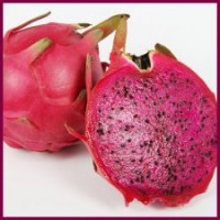 供應(yīng)火龍果苗 紅肉火龍果苗 白肉火龍果苗 無需授粉