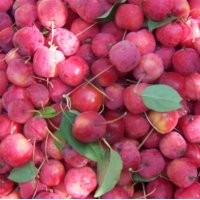 出售八棱海棠果 海棠籽 海棠干