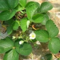 紅顏草莓苗，豐香草莓苗，山東草莓苗品種