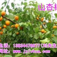 山杏苗，家杏苗 供應(yīng)3-8公分山杏苗、家杏苗