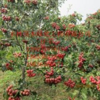 絳縣山楂價(jià)格、絳縣山楂圖片、絳縣山楂行情