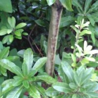 重慶楊梅苗低價出售