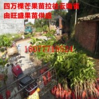 廣西旺盛果苗有限公司大量批發(fā)芒果苗 荔枝苗 木菠蘿苗