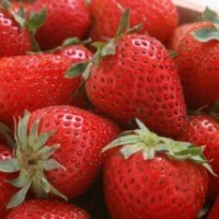 山東草莓苗供應(yīng) 草莓苗品種基地