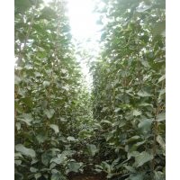 供應(yīng)三優(yōu)富士苗