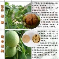 豐產(chǎn)核桃苗/豐產(chǎn)核桃苗銷(xiāo)售/豐產(chǎn)核桃苗價(jià)格