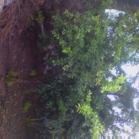 供應(yīng)石榴樹，棗莊石榴樹，石榴樹苗，石榴樹價格