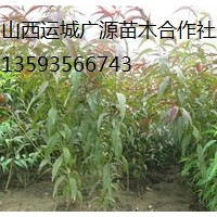 山桃苗出售、2-3公分山桃苗價格優(yōu)惠