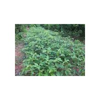 蘋果苗，核桃苗，山桃苗，椿樹苗