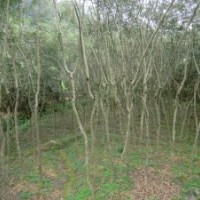 黃花梨批發(fā)