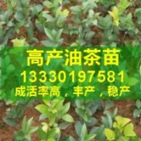 油茶樹種植條件,怎樣種植油茶,高產(chǎn)油茶苗品種,無性油茶嫁接苗