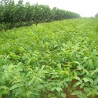 蘋果苗,山楂苗,核桃苗,花椒苗,側柏特價出售