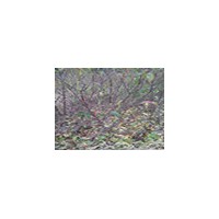 出售桃樹苗價格 紅不軟桃樹苗價格